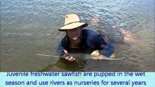 Freshwater sawfish pup found in the Leichhardt River Queensland Australia [upl. by Deana]