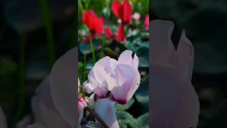 cyclamen plant  winter flower  garden  gardening flowers [upl. by Enitsirhc263]