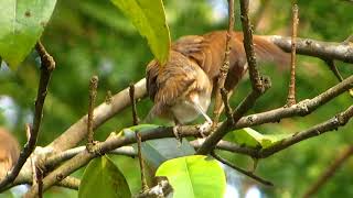 Scalybreasted Munia，（Lonchura punctulata），斑文鸟 [upl. by Ethelda477]