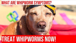 Signs of Whipworm Infection in Dogs  What to Look For [upl. by Ettezil]