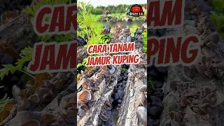 Cara Mudah Menanam Jamur Kuping [upl. by Ydurt]