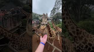 Feeding Giraffes in Kenya [upl. by Ainezey]