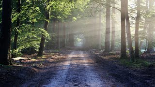 Escape The Stress 4 ore di natura e meditazione per rilassarti studiare e dormire [upl. by Ahsit]