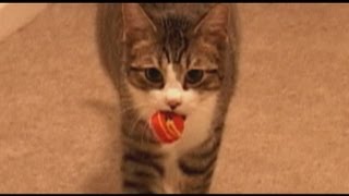 Cat Plays Fetch AMAZING [upl. by Eilyw]