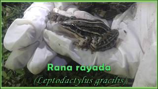 Rana rayada Leptodactylus gracilis IntroBio UNSa [upl. by Sanoy74]