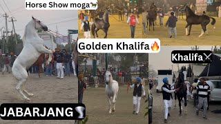 JABARJANG on Indian Horse Championship Moga🐎khalifa group ne krata sirra⚔️ [upl. by Duester]