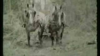 Spring mudtime logging in Whitefield Maine c 1950 by Chester Chase [upl. by Slrahc]