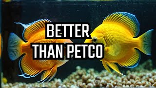 Why These Fish Outshine Petcos Selection [upl. by Ranit]