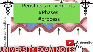 peristaltic movementsperistalsis movements physiologymedicoscontent3135 [upl. by Aehtna250]