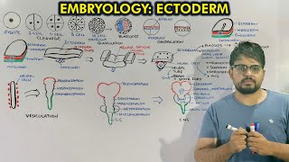 Neurulation and Organogenesis from Ectoderm  Embryology of Ectoderm [upl. by Carlin]