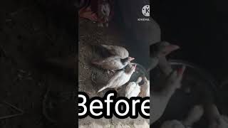 aseelmurga viralvideo aseeldesimurgifreerangefarm chickenrecipe indianparrotbeaklongt [upl. by Entirb63]