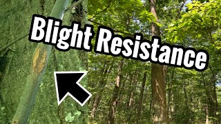 Mature American Chestnut Trees Fall Update Blight Resistance spotted [upl. by Eelime92]