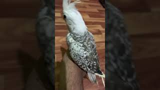 Hand feeding cockatiel baby available youtube birds cockatielbird talesoftiels birdsinging [upl. by Hoisch]