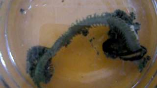 Epic battle between to marine worms [upl. by Nomar]