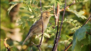 Singing Grasshopper Warbler 2022 [upl. by Nylirek]