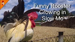 Funny Rooster Crowing in Slow Mo Top 25 Roosters Crowing Super Slow Compilation 2018 [upl. by Cannon761]