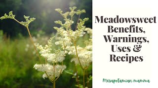 Meadowsweet benefits Uses and Recipes [upl. by Nalaf338]