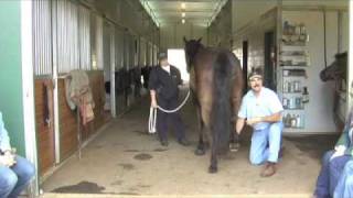 Horse MassageWorking with the Horses Hind Legs using The Masterson Method® [upl. by Lirrad180]