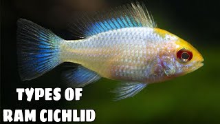 4 Different Types Of Ram Cichlids [upl. by Hsilgne]