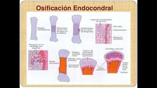 Embriología Osificación Endocondral [upl. by Inalak966]