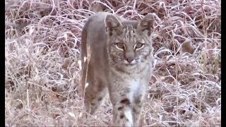 Calling a bobcat [upl. by Ahsinaw]