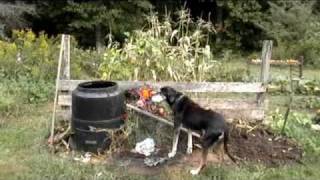 Composting Sun Chips Bags with Barbara Pleasant [upl. by Chelsae]