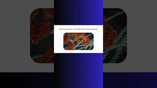 p53 APOPTOSIS AND CANCER p53 cancer apoptosis genetics genes [upl. by Amethist]