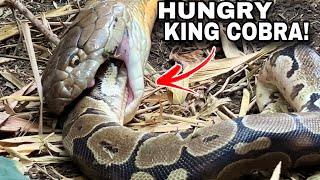 King Cobra EATS Python [upl. by Nohsyar27]