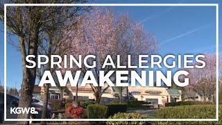 Early allergy season hits Portland area [upl. by Hardunn]