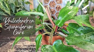 Philodendron Squamiferum Care And Repot  MOSS POLE ADDED [upl. by Sofer]