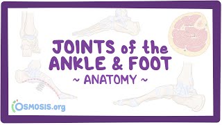 Joints of the ankle and foot Anatomy [upl. by Denney362]