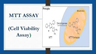 MTT ASSAY Cell Viability Assay [upl. by Delbert15]