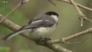 Blackcapped Chickadee [upl. by Ettenad570]