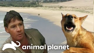 Steve Irwin Explores Isolated Fraser Island  The Crocodile Hunter  Animal Planet [upl. by Miru737]