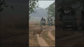 kuwani n her cub from tadobanationalpark savetiger wildlife tigerlove animals tiger [upl. by Dorman939]