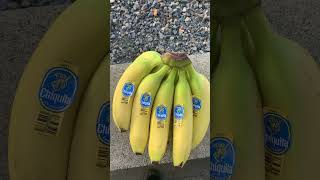 Antonio Alfonseca of Banana Bunches bunch w 9 bananas instead of 8 original video 057 in length [upl. by Weld]