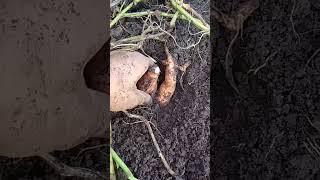 GOOD SIZE SWEET POTATO HARVEST [upl. by Jordans]