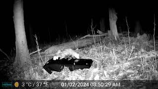 Opossum carrying leaves with tail investigates plastic latrine continues on into night [upl. by Kirkpatrick]