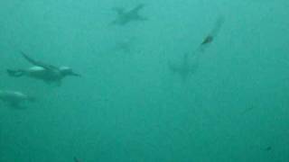 Guillemots diving [upl. by Aisyram598]