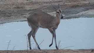 Common duiker at Djuma Waterhole [upl. by Anelac396]