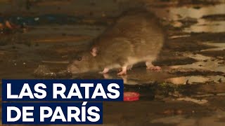 Las ratas el asunto que más preocupa a París [upl. by Alithea]