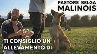 TI CONSIGLIO UN ALLEVAMENTO DI MALINOIS [upl. by Hayse]