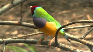 Redheaded Gouldian Finch Erythrura gouldiae or Chloebia gouldiae  Rotköpfige Gouldamadine [upl. by Eugenie950]