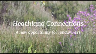 Heathland Connections  A new opportunity for landowners [upl. by Ernald208]