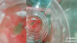 betta breeding ෆයිටර් අබිජනනය [upl. by Scheers]