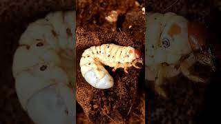 Rhinoceros Beetle Larva  4K Close up  Rhino Beetle Larvae  Macro View [upl. by Treat]