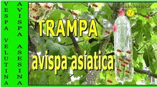 TRAMPA PARA AVISPA ASIATICA [upl. by Vershen]