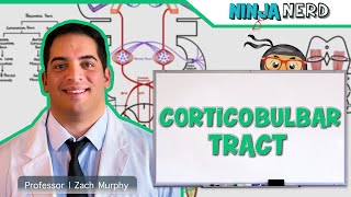 Neurology  Descending Tracts Corticobulbar Tract [upl. by Eirrab]