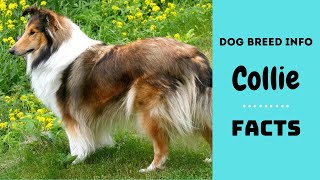 Collie dog breed All breed characteristics and facts about Collie dogs [upl. by Obidiah]