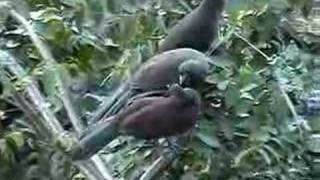 West Mexican Chachalaca Ortalis poliocephala preening [upl. by Bess]